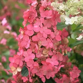 гортензия метельчатая пинк даймонд (в тубе)