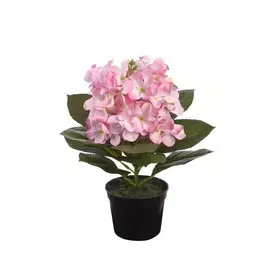 Гортензия в пластмассовом горшке 28 см