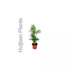 хамедорея элеганс d12