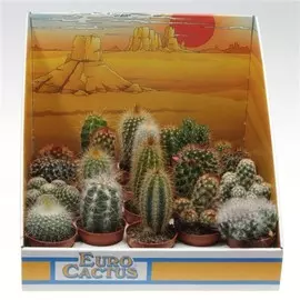 кактус микс d5; h8