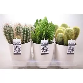 Кактус микс керамика D13; H25