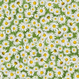 клеенка photoprint 140см 702 маргаритки 4256