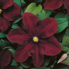 Клематис гибридный Варшавска Найк D-11, H-40