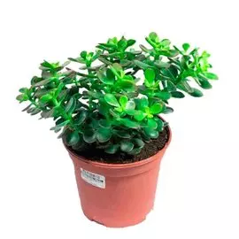 Крассула Овата D-10