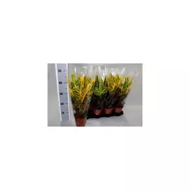 кротон d13; н40