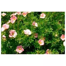 Лапчатка кустарниковая Ловели Пинк (V1,5-2л) /цветки ярко-розовые/