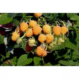 Малина желтоплодные сорта Желтый гигант (V2-3л) (крупноплодный, желтый, среднеранний)