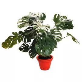 Монстера D-15