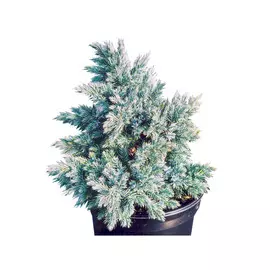 Можжевельник чешуйчатый Блю Стар 3ltr, 15-20