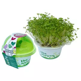 набор для выращивания микрозелени "моя микрозелень брюква"