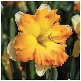 Нарцисс орхидный Эппл пай, луковицы 2шт