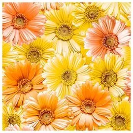 Обои 58621505 Пенза 9 0,53*10,05м кухня, желтый