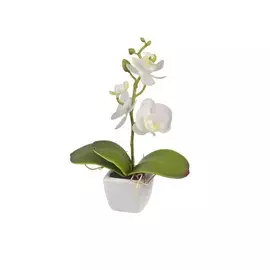 Орхидея в керамическом кашпо 16 см