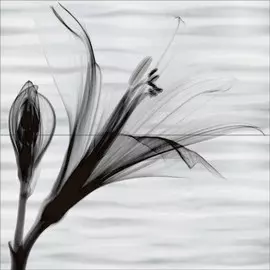 Панно Esta (2 плитки) 49,8х50,0