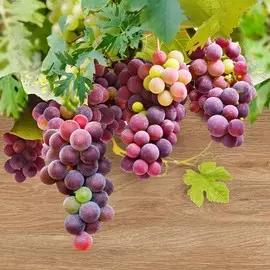 панно vine 1 из 2-х декоров 20*20 td429_p2_1