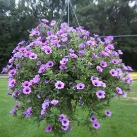 Петуния гибридная ампельная, смесь D12