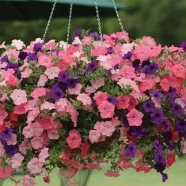 Петуния гибридная Микс D21 (кашпо)