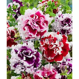 Петуния махровая микс, E6