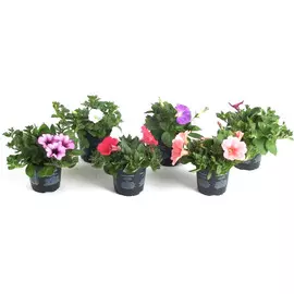 Петуния махровая смесь D-12