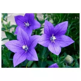 Платикодон (ЛФ) D14