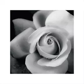 постер 30х30 "black&amp;white" 7817