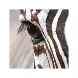 постер 30х30 "safary jam" 7827