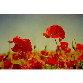 Постер 50*30 B _23308412