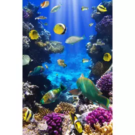 Постер 50*30 B _7543179