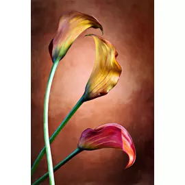 Постер 75*50 E_11844649