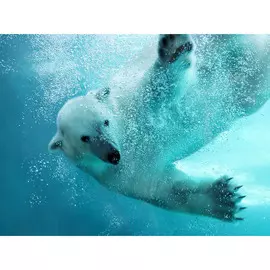 Постер 94*55 D_2857075