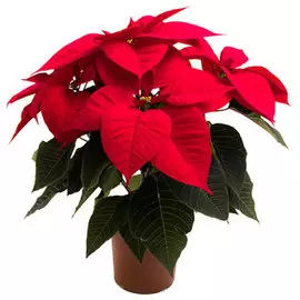 Пуансеттия D-12