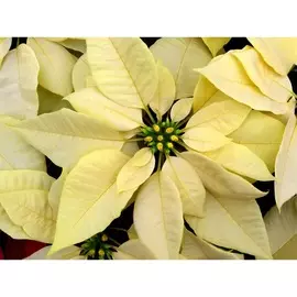 Пуансеттия Голден Гло (d12)