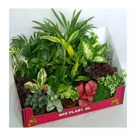 Растение микс D9