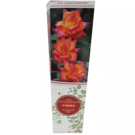 Роза чайно-гибридная Алинка желтый с красным краем