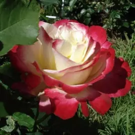 Роза чайно-гибридная Дабл Делайт V3,5л лепестки белые с красной каймой