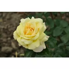 роза чайно-гибридная глория дей (в тубе)