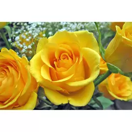 Роза чайно-гибридная Керио желтая