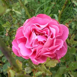 Роза Чайно-гибридная Пинк Пис (в тубе)