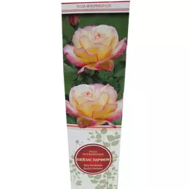 Роза флорибунда Шейлас Парфюм