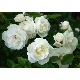Роза флорибунда Вайт белая