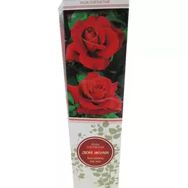 Роза плетистая Дон Жуан темно-красная