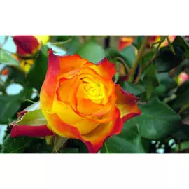 Роза плетистая Холидей