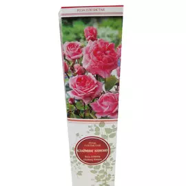 Роза плетистая Клайминг Кимоно лососево-розовая