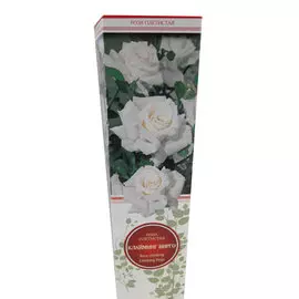 Роза плетистая Клайминг Вирго белая