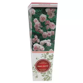 Роза плетистая Нью Даун светло-розовая