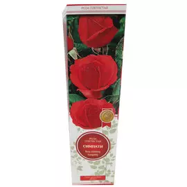 Роза плетистая Симпати красная