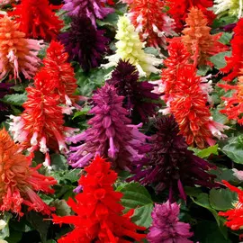 Сальвия смесь E4 /кассета 4шт/