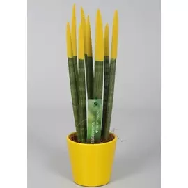 Сансиеверия микс D11; H35