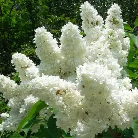 сирень обыкновенная белая (в тубе)