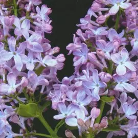 сирень обыкновенная голубая (в тубе)